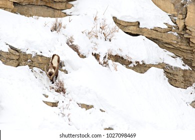 Asiatic Ibex (Capra Sibirica) On The Cliffs Near Kibber. Spiti Valley, Himachal Pradesh, India, February 2017. 