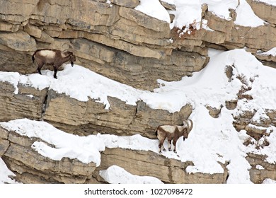 Asiatic Ibex (Capra Sibirica) On The Cliffs Near Kibber. Spiti Valley, Himachal Pradesh, India, February 2017. 