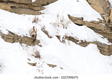 Asiatic Ibex (Capra Sibirica) On The Cliffs Near Kibber. Spiti Valley, Himachal Pradesh, India, February 2017. 