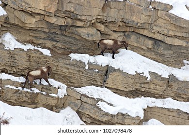 Asiatic Ibex (Capra Sibirica) On The Cliffs Near Kibber. Spiti Valley, Himachal Pradesh, India, February 2017. 