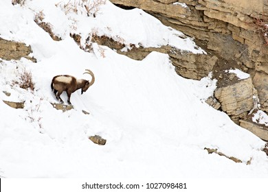 Asiatic Ibex (Capra Sibirica) On The Cliffs Near Kibber. Spiti Valley, Himachal Pradesh, India, February 2017. 