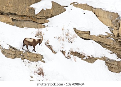 Asiatic Ibex (Capra Sibirica) On The Cliffs Near Kibber. Spiti Valley, Himachal Pradesh, India, February 2017. 