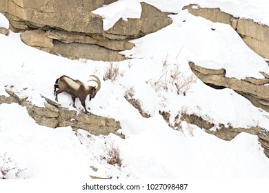 Asiatic Ibex (Capra Sibirica) On The Cliffs Near Kibber. Spiti Valley, Himachal Pradesh, India, February 2017. 