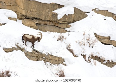 Asiatic Ibex (Capra Sibirica) On The Cliffs Near Kibber. Spiti Valley, Himachal Pradesh, India, February 2017. 