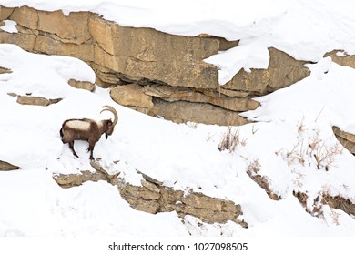 Asiatic Ibex (Capra Sibirica) On The Cliffs Near Kibber. Spiti Valley, Himachal Pradesh, India, February 2017. 