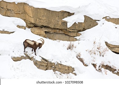 Asiatic Ibex (Capra Sibirica) On The Cliffs Near Kibber. Spiti Valley, Himachal Pradesh, India, February 2017. 