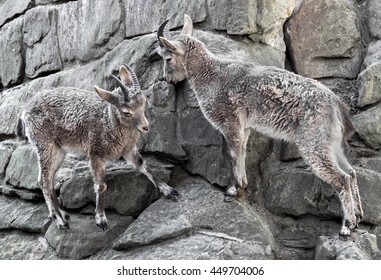 Asiatic Ibex Kids. Latin Name - Capra Ibex Sibirica