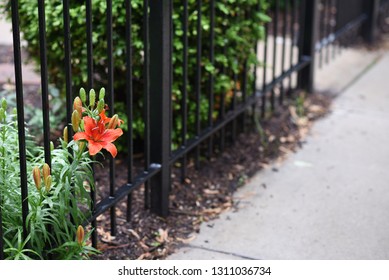 Asiatic Lily In Fence