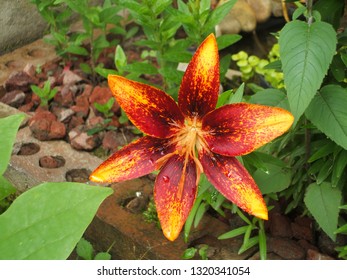 Asiatic Lily Flower