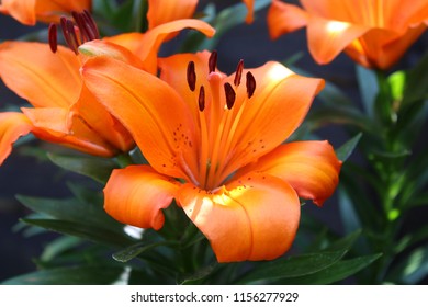 Asiatic Lily (Orange)