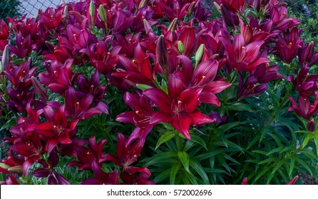 Asiatic Lily Red