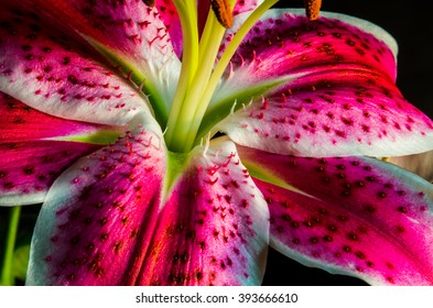 Asiatic lily or Tiger Lily this Pink Lily smells amazing and looks amazing has long hairs on the peddles of the plant large pollen sacks perfect angle