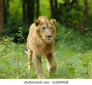 Asiatic Lion