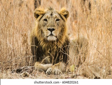 Asiatic Lion