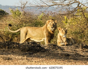 Asiatic Lion