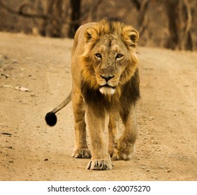 Asiatic Lion