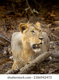 Asiatic Lion. Captured At Sasan Gir National Park, Gujarat, India In June 2022.