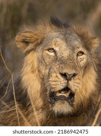 Asiatic Lion. Captured At Sasan Gir National Park, Gujarat, India In June 2022.