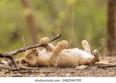 Asiatic Lion Cub In Playful Mood - Powered by Shutterstock