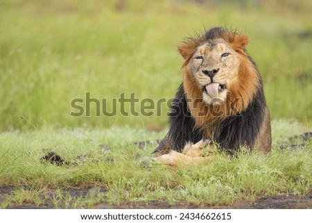 Asiatic lion in the funny moment at Gir national park,Gujarat,India