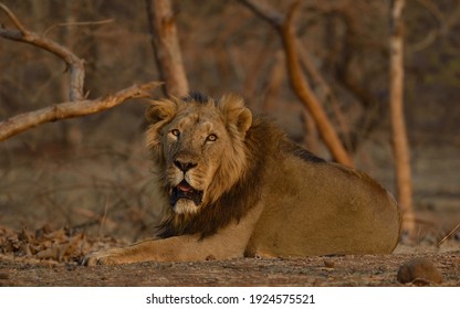 Asiatic Lion In Golden Light