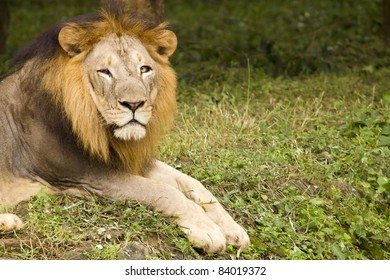 Asiatic Lion, India - Powered by Shutterstock