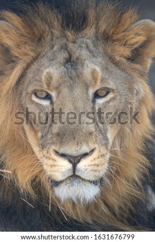 Asiatic Lion Male with dark mane from Gir Sanctuary and National Park, Sasan, Gujarat, India