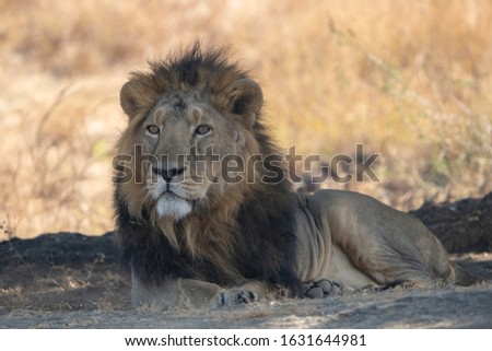 Asiatic Lion Male from Gir Sanctuary and National Park, Sasan, Gujarat, India
