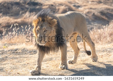Asiatic Lion Male on prowl from Gir Sanctuary and National Park, Sasan, Gujarat, India