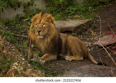 The Asiatic Lion (Panthera Leo Leo).