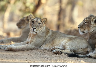 Asiatic Lion Panthera Leo Leo Gir Stock Photo 1862407042 | Shutterstock