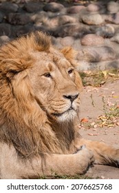 Asiatic Lion (Panthera Leo Persica)