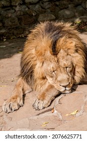 Asiatic Lion (Panthera Leo Persica)