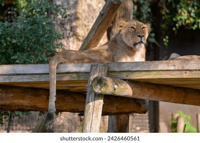 Asiatic Lion (Panthera leo persica) resting in the sunshine