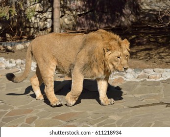 Asiatic Lion (Panthera Leo Persica) Goes