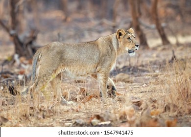 Asiatic Lion Panthera Leo Leo Population Stock Photo 1547941475 ...