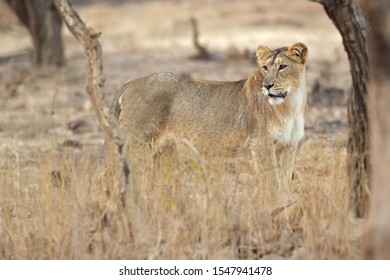 Asiatic Lion Panthera Leo Leo Population Stock Photo 1547941478 ...