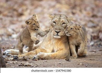Asiatic lion is a Panthera leo leo population in India. Its range is restricted to the Gir National Park and environs in the Indian state of Gujarat. - Shutterstock ID 1547941580