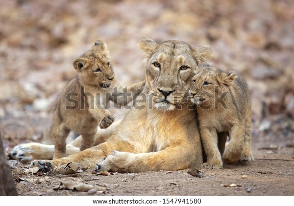 Asiatic lion is a Panthera leo leo
population in India. Its range is restricted to the Gir National
Park and environs in the Indian state of
Gujarat.