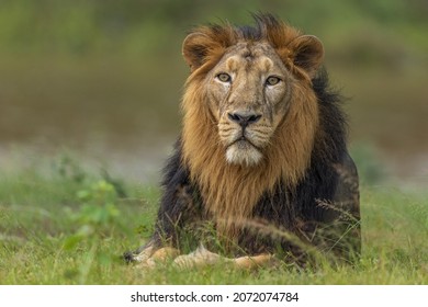Asiatic Lion Photographed At Gir National Park Gujarat