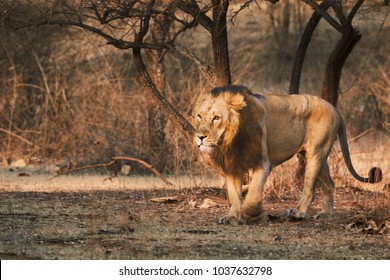 Asiatic Lion Walking Freely In Gir Forest