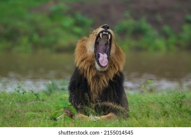 Asiatic Lion Yawning At Gir National Park,Gujarat