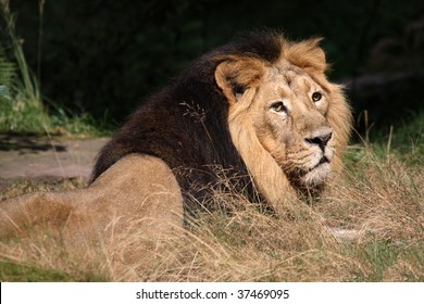 Asiatic Lion In A Zoo, Panthera Leo Persica