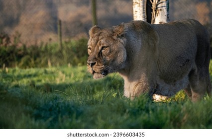 Asiatic Lions - Animals around a wildlife reserve