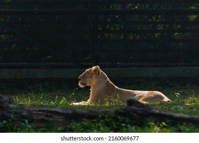 Asiatic Lions, National Zoological Park, New Delhi, India