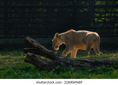 Asiatic Lions, National Zoological Park, New Delhi, India