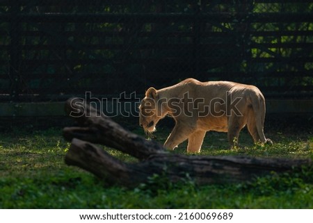 Asiatic Lions, National Zoological Park, New Delhi, India