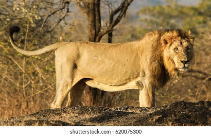 Asiatic Male Lion