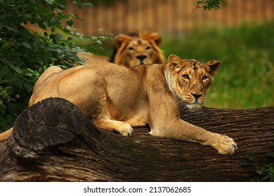 The Asiatic or Persian Lion feline (Panthera leo persica) is a subspecies of the lions. Huge male looking to the camera. Morning sun. Lion male in the background.