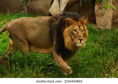 The Asiatic or Persian Lion (Panthera leo persica) is a subspecies of the lions. Huge male looking to the camera. Morning sun.